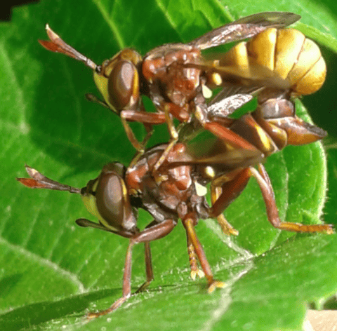 Conopidae : coppia di Conops vesicularis?